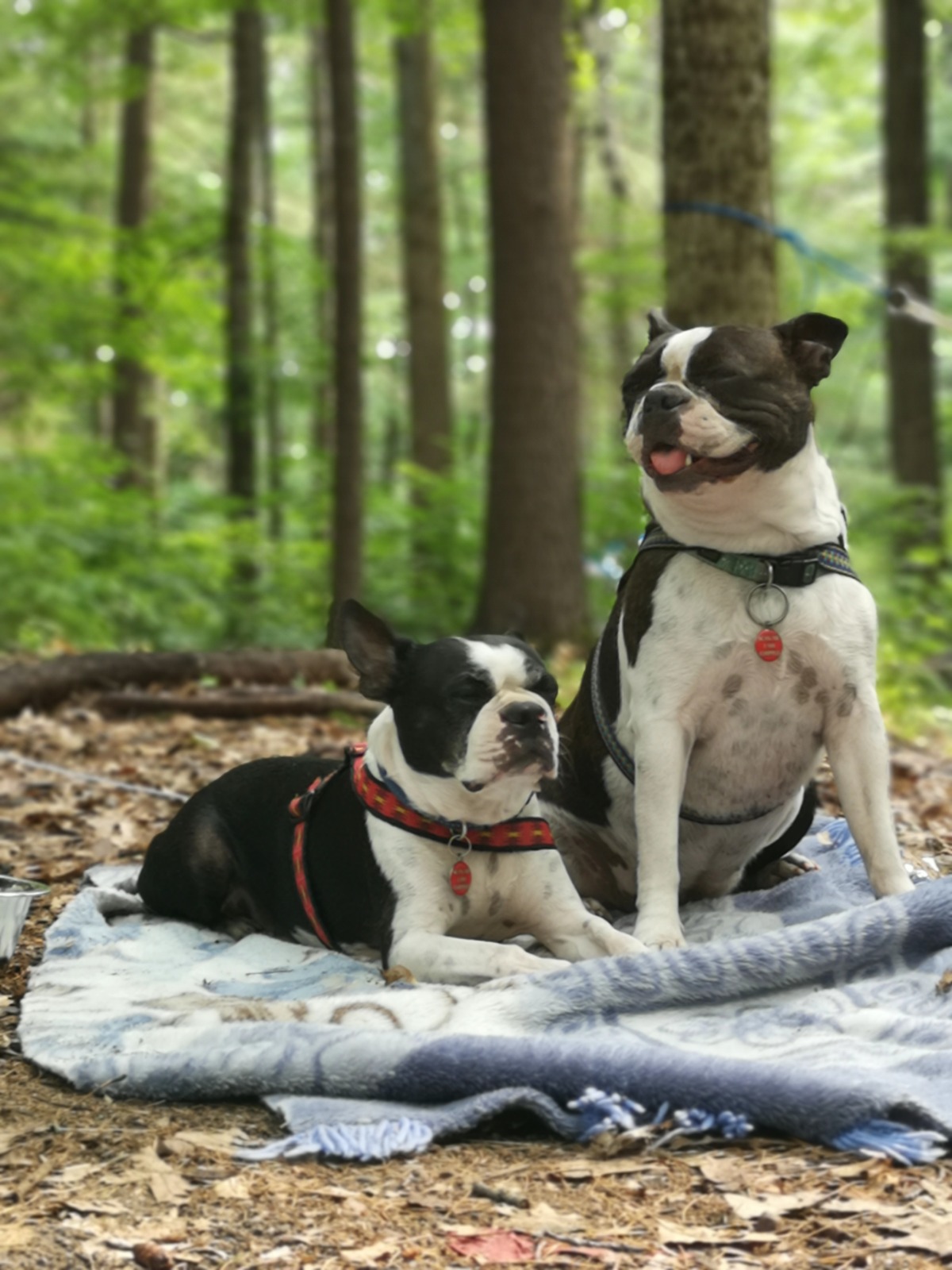 Start your own dog business today (5)
