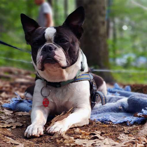 Start your own dog business today (51)