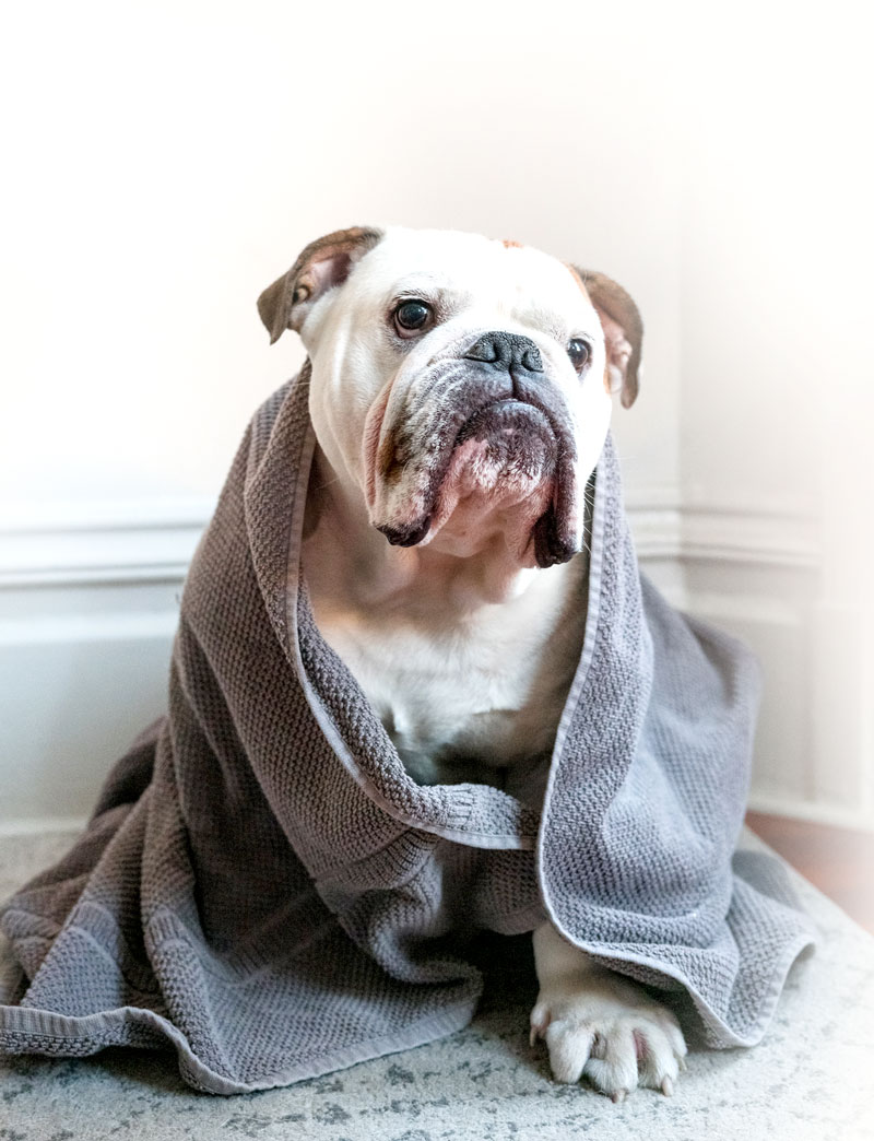 Can-dogs-eat-bananas