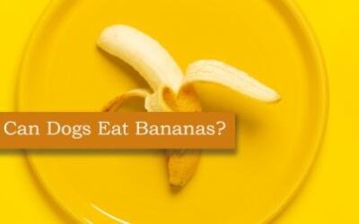 Can dogs eat bananas?