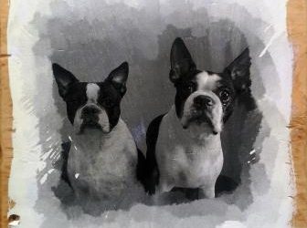 Unique Boston Terrier Gifts for Dog Lovers
