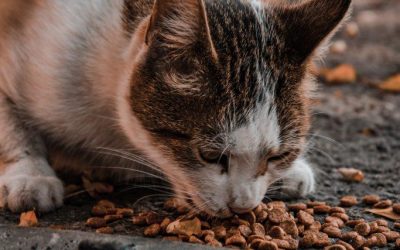 can a dog eat dry cat food