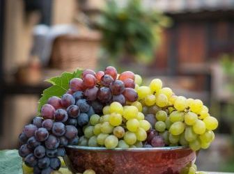 How many grapes can a dog eat?