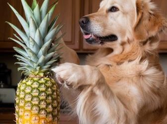 Can a dog eat pineapple?